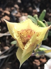 Calochortus amabilis × tolmiei
