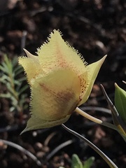Calochortus amabilis × tolmiei