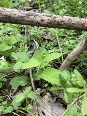 Asclepias quadrifolia