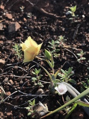 Calochortus amabilis × tolmiei