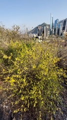 Neopringlea integrifolia