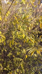 Neopringlea integrifolia
