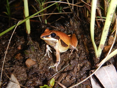 Litoria nigrofrenata