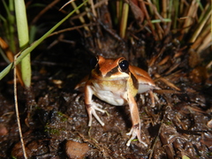 Litoria nigrofrenata