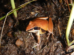 Litoria nigrofrenata