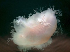 Cyanea nozakii