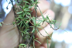 Kunzea ericoides