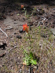 Castilleja pruinosa