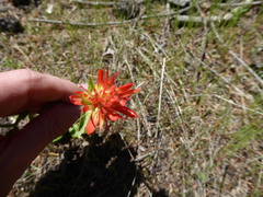 Castilleja pruinosa