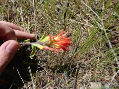 Castilleja pruinosa