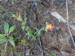 Castilleja pruinosa