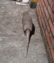 Dasypus novemcinctus