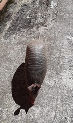 Dasypus novemcinctus
