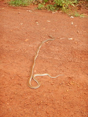 Oxyuranus scutellatus