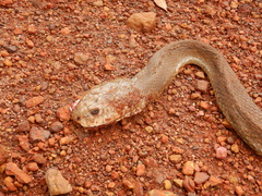 Oxyuranus scutellatus