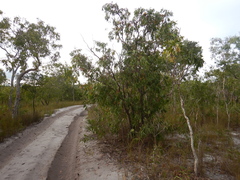 Asteromyrtus symphyocarpa