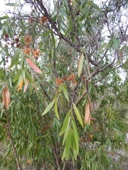 Asteromyrtus symphyocarpa