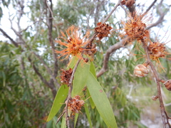 Asteromyrtus symphyocarpa