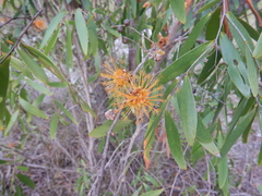 Asteromyrtus symphyocarpa