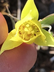Calochortus amabilis × tolmiei
