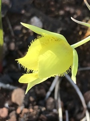 Calochortus amabilis × tolmiei