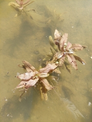 Potamogeton crispus