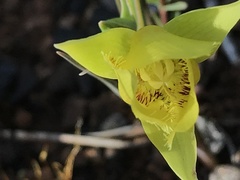 Calochortus amabilis × tolmiei