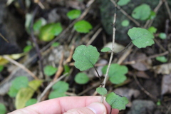 Brachyglottis sciadophila