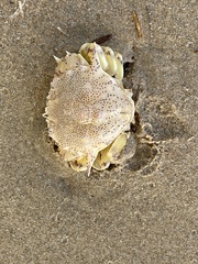 Matuta victor