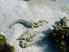 Parapercis clathrata