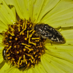 Acmaeodera acuta