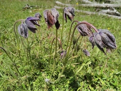 Pulsatilla