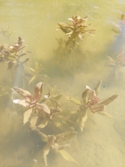 Potamogeton crispus