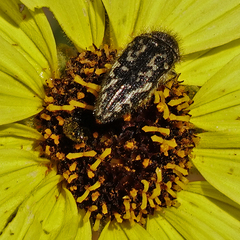 Acmaeodera acuta