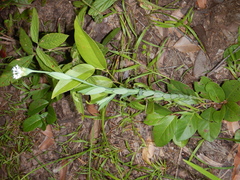 Pimelea cornucopiae