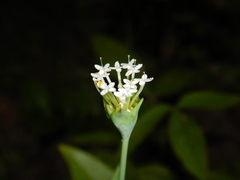 Pimelea cornucopiae