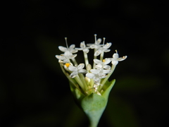 Pimelea cornucopiae