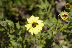 Acmaeodera acuta