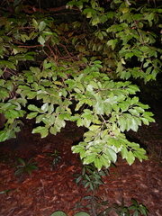 Cyclophyllum