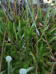 Lachnocaulon