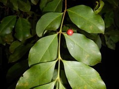 Cyclophyllum
