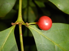 Cyclophyllum