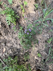 Collomia heterophylla