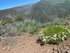 Leptosiphon nuttallii