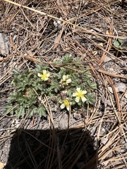 Potentilla subviscosa