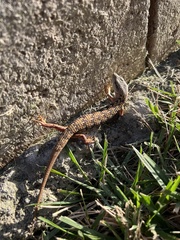 Elgaria multicarinata