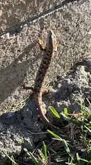 Elgaria multicarinata