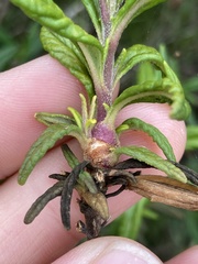 Neolasioptera mimuli