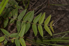 Platylobium parviflorum