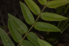 Platylobium parviflorum
